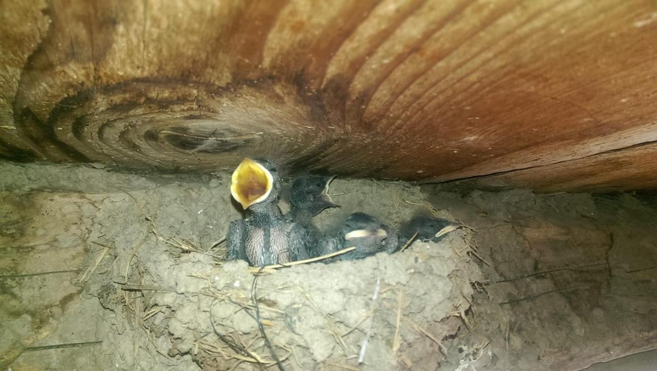 Casa Rural Vilaspasa, Alquiler Integro Gotarta Esterno foto